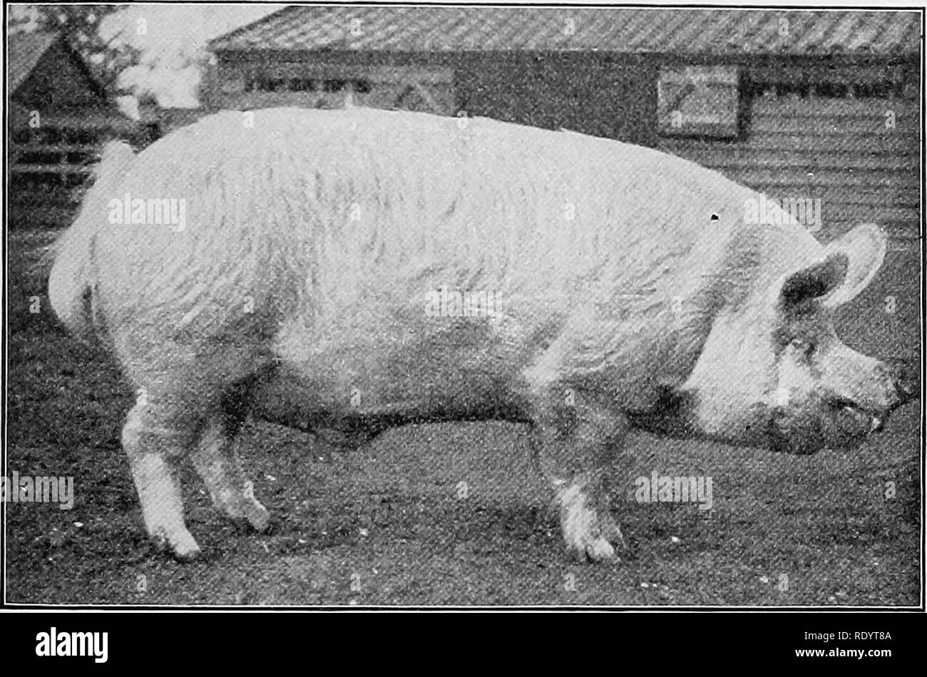 Pig In A Show Black And White Stock Photos Images Alamy