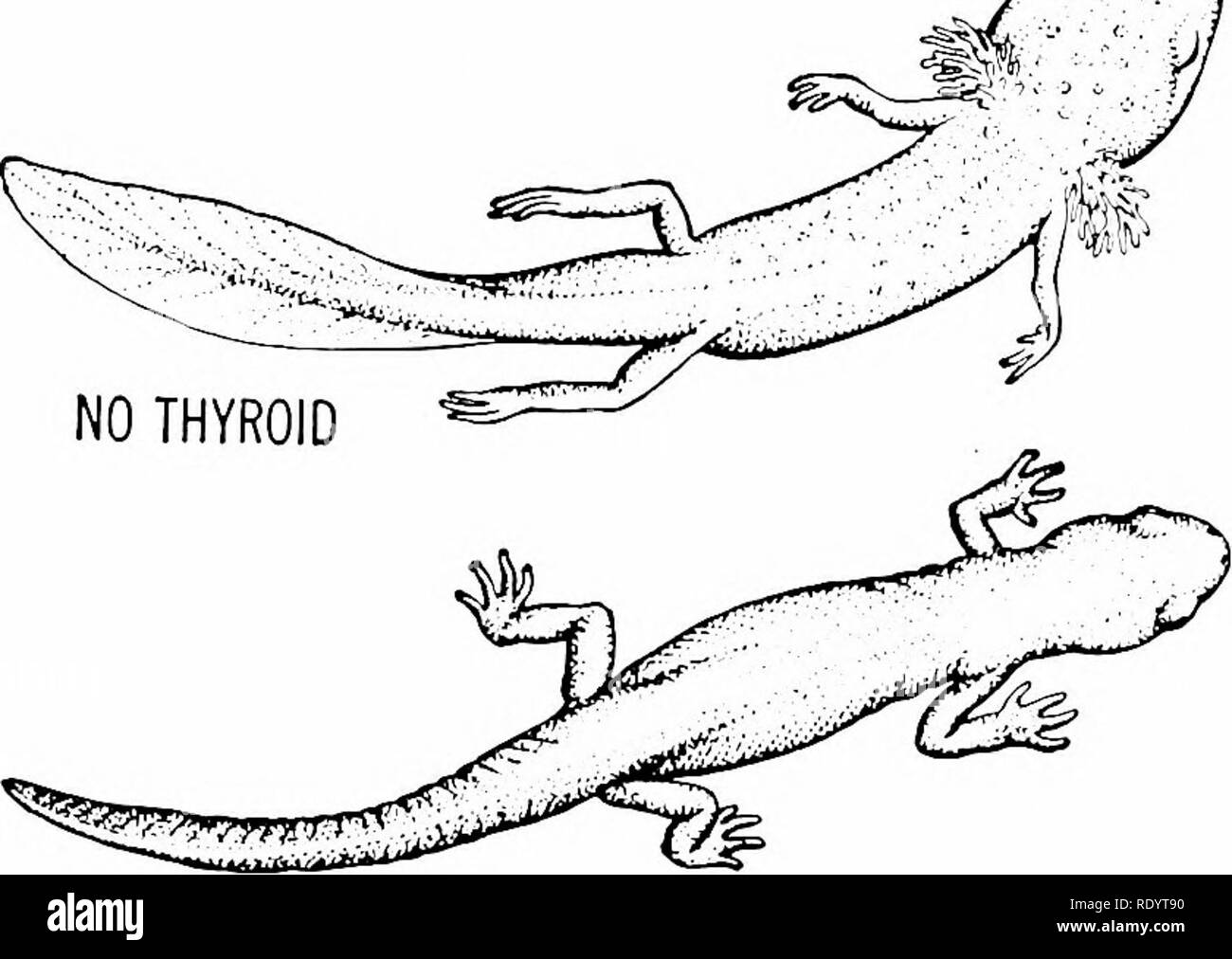 Principles of modern biology. Biology. 404 - Multicellular Animals, Especially Man. WITH THYROID Fig. 22-5. Mexican axolotls. In nature this amphib- ian, which congenially lacks a thyroid gland, fails to undergo Principles of modern biology. Biology. 404 - Multicellular Animals, Especially Man. WITH THYROID Fig. 22-5. Mexican axolotls. In nature this amphib- ian, which congenially lacks a thyroid gland, fails to undergo