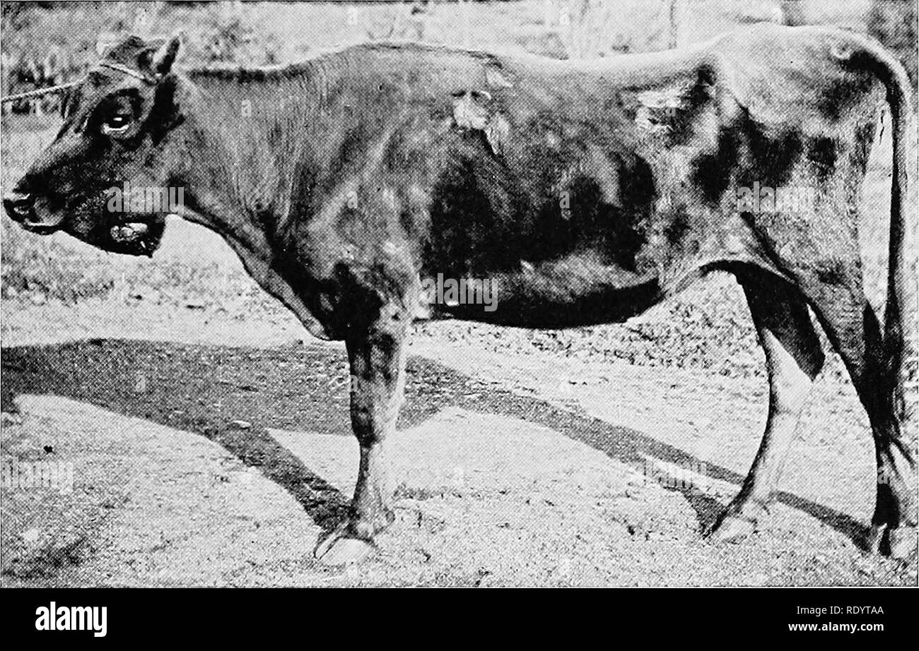 Lumpy jaw disease hires stock photography and images Alamy