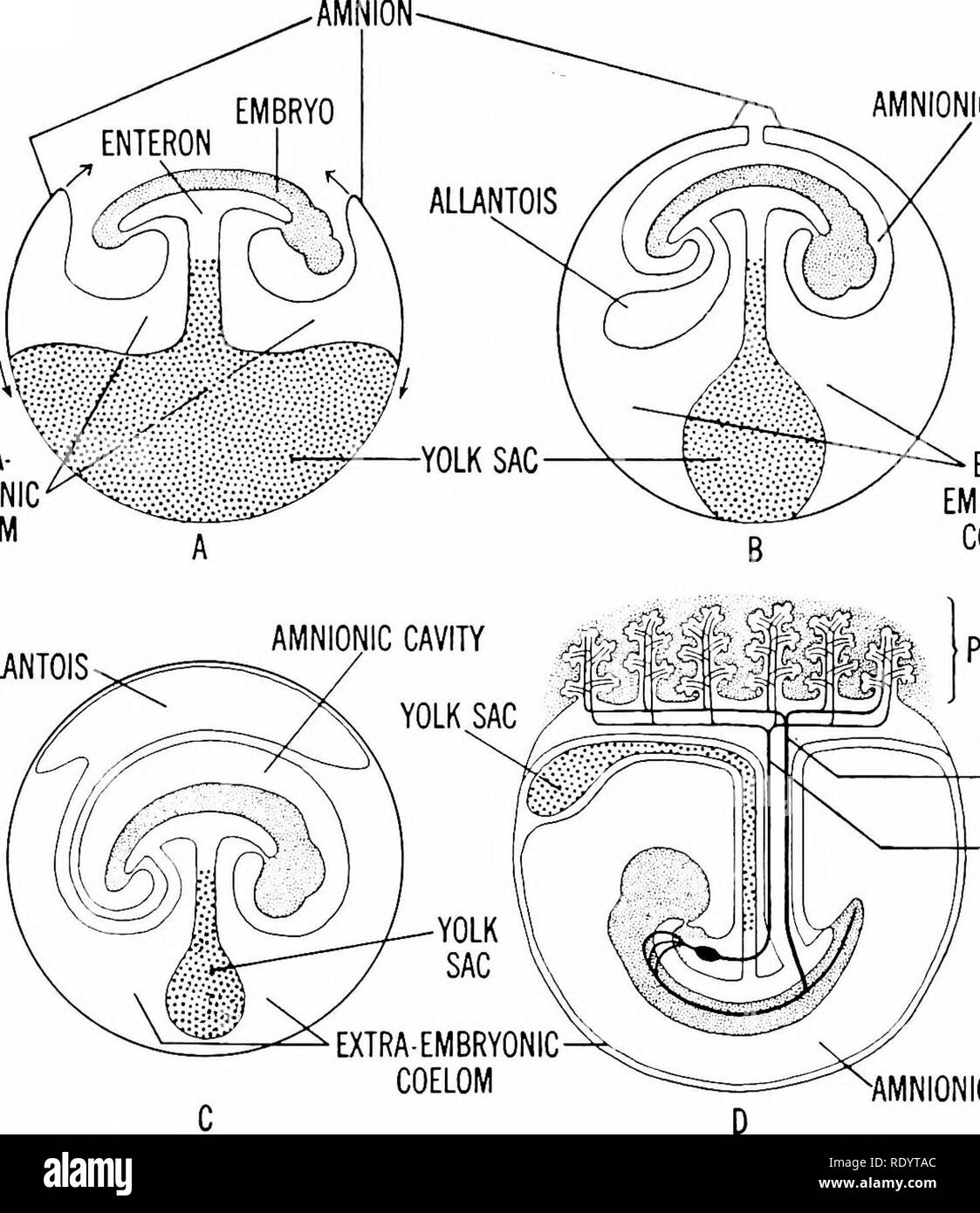 . Principles of modern biology. Biology. Reproduction in Multicellular Animals - 38V AMNIONIC CAVITY EXTRA- EMBRYONIC COELOM. ALLANTOIS EXTRA- EMBRYONIC COELOM PLACENTA UMBILICAL ARTERY UMBILICAL VEIN •AMNIONIC CAVITY Fig. 21-11. Development of the embryonic membranes and the placenta in man and higher mammals generally. Compare with membranes of the bird's egg (Fig. 21-12), noting differ- ences in the amnion, allantois, and yolk sac. oviparous (egg-laying) habits of their aquatic ancestors. Eggs laid on land, however, are al- ways covered by a shell and other protective membranes, for otherwi Stock Photo