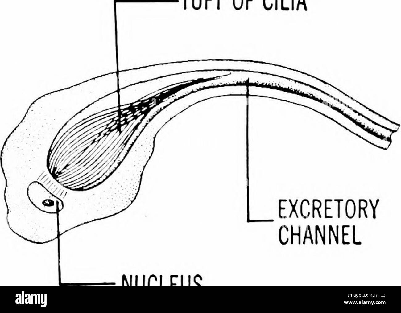 . Principles of modern biology. Biology. TUNIC CORTEX PYRAMID PELVIC CHAMBER MEDULLA RENAL VEIN RENAL ARTERY Fig. 20-1. Diagram of the human urinary system, posterior view. becomes less and less adequate as the mass of an animal increases. In flatworms, such as Planaria, the body encompasses a consider- able mass of mesodermal tissues, intervening between the ectoderm and endoderm. Such an increase in the mass of the body requires the development of specialized excretory organs, and planarians possess a large num- ber of flame cells (Fig. 20-2), scattered throughout the mesoderm. Each flame ce Stock Photo