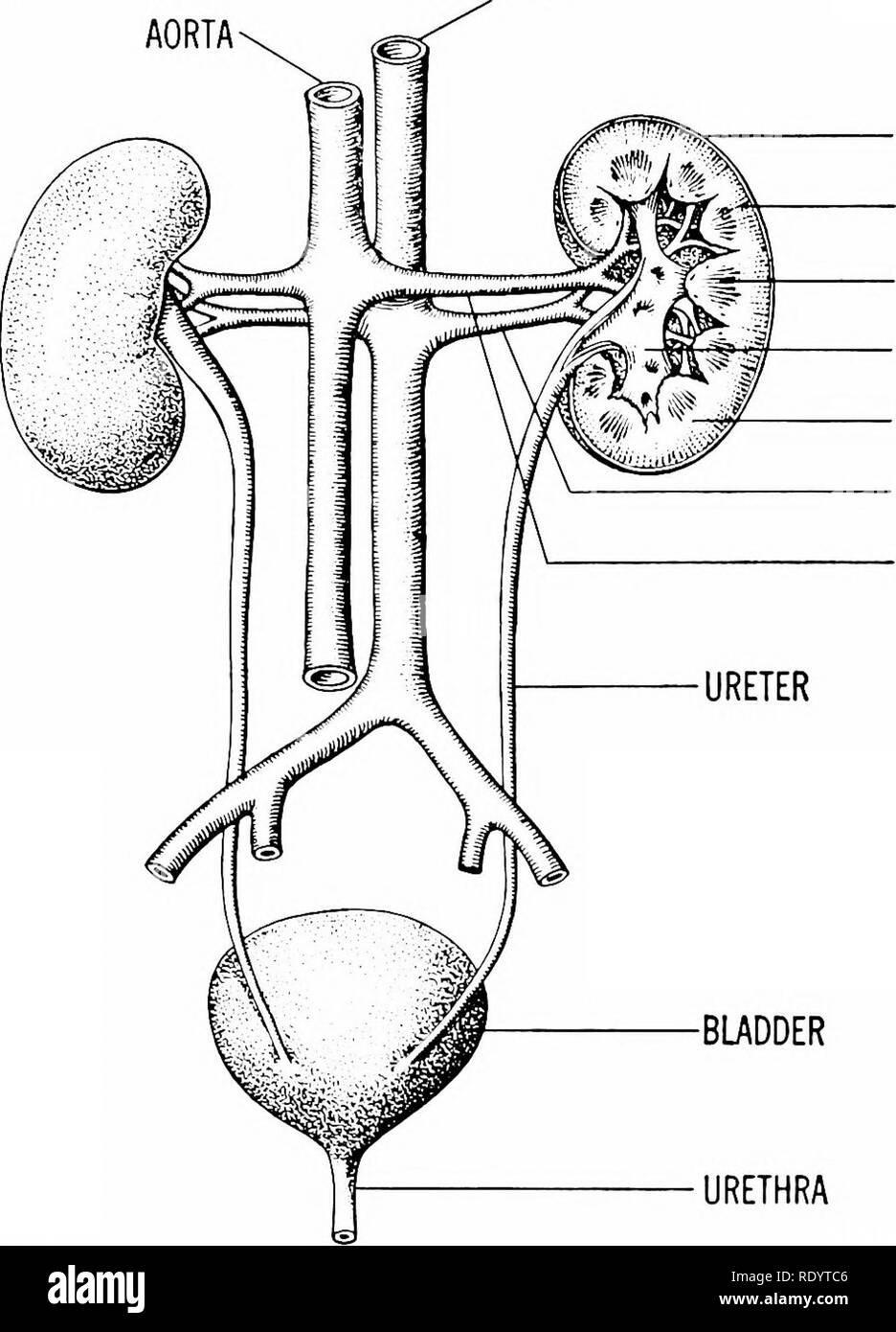 . Principles of modern biology. Biology. 370 - Multicellular Animals, Especially Man INF. VENA CAVA. TUNIC CORTEX PYRAMID PELVIC CHAMBER MEDULLA RENAL VEIN RENAL ARTERY Fig. 20-1. Diagram of the human urinary system, posterior view. becomes less and less adequate as the mass of an animal increases. In flatworms, such as Planaria, the body encompasses a consider- able mass of mesodermal tissues, intervening between the ectoderm and endoderm. Such an increase in the mass of the body requires the development of specialized excretory organs, and planarians possess a large num- ber of flame cells ( Stock Photo