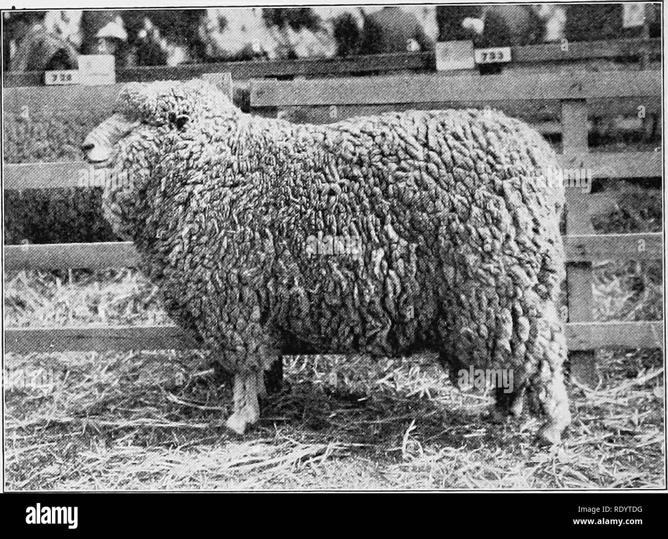 Types and breeds of farm animals. Livestock. 6s6 SHEEP He set to work to  build up a flock and started out by buying the biggest framed and sturdiest  looking Merino ewes