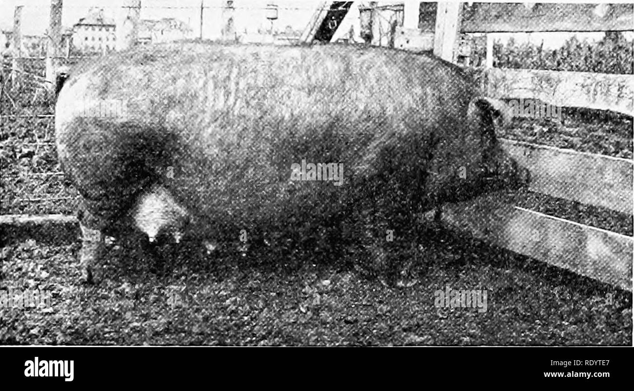 . Livestock on the farm. Livestock. KING I'd'.) This breed belongs to the tut or lard typobut ischnnictenzod as a long-bodied, lean-meat hog. Th(&gt; hogs devc^lop a, large amount of lean and are frc(|iicntly us(hI fny hacon prodnelioiK They are very active. This is one of the oldest and most highly improved breeds of swine and tliereh)ie one of the l)est. It must, however, be kept untler proper eomlitions. There is in this bi'eed a tendency to revert to the oiigiiud types conse- (|uently l)reeding is somewhat difhcult. Chester White.—The Chester AMiite breed was developed in Pennsylvania. I Stock Photo