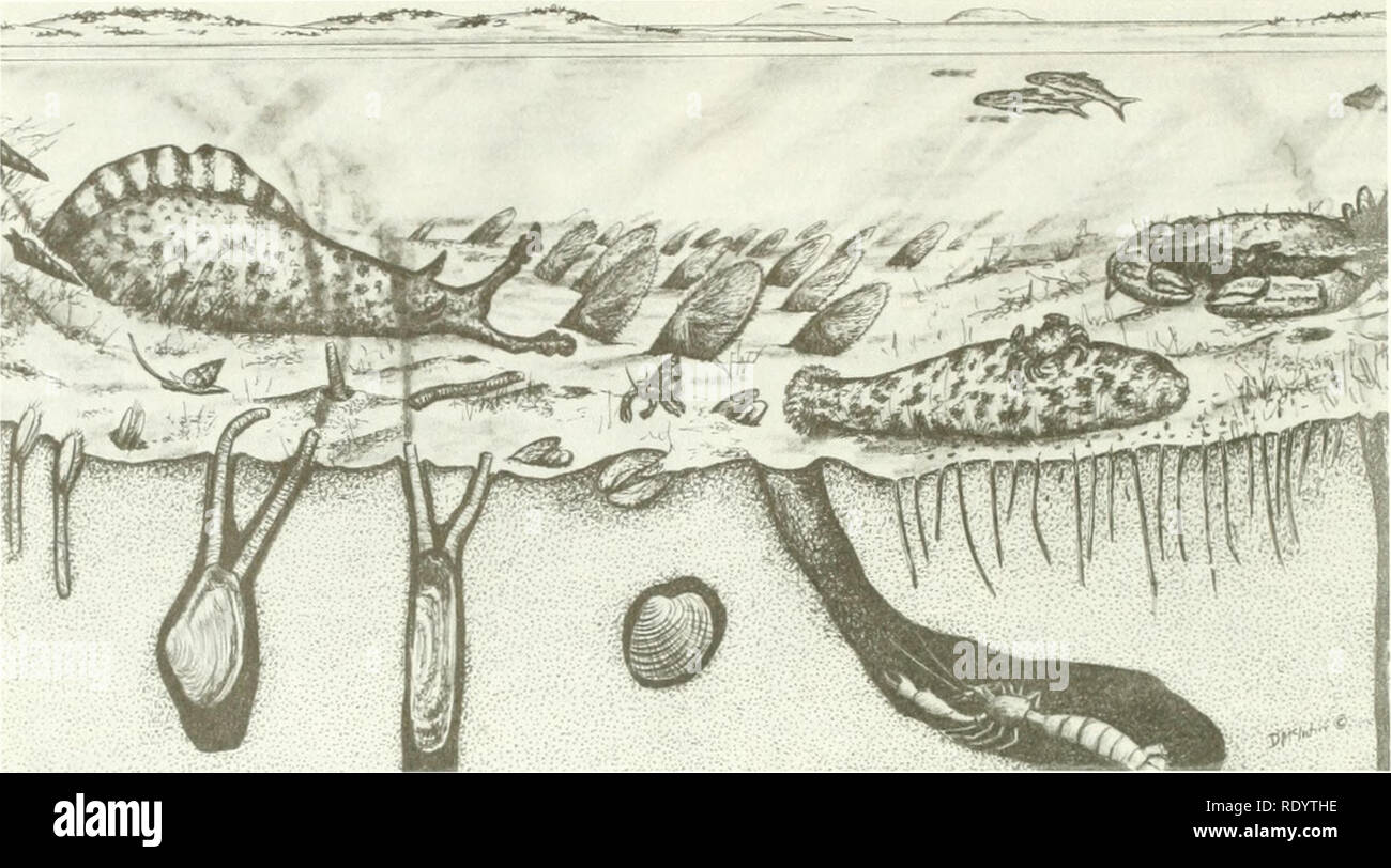. The ecology of Tijuana Estuary, California : a national estuarine research reserve. Estuarine ecology -- California Tijuana River Estuary. Figure 3.20. The channels suport a wide variety of animals. Illustrated are mullet in the water column and benthic animals, from left to right: the horn snail, sea hare (Aplysia), mud snails (Nassarius), sand dollars, hermit crabs (Pagurus), egg cockle (Laevicardium), sea cucumber (Molpadia) and its commensal pea crab (Pinnixia barnharti), and the crab (Cancer productus) with attached mussels (Mytilus edulis). Burrowing in the sediments are, from left to  Stock Photo