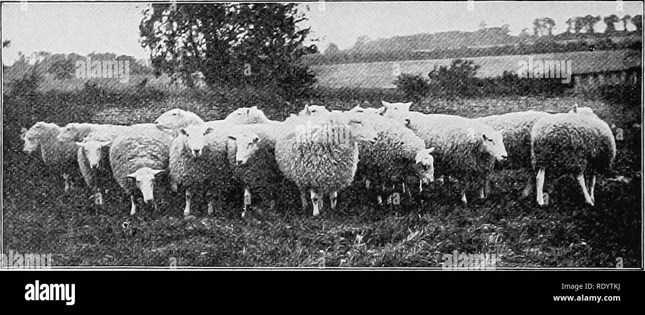 Types And Breeds Of Farm Animals Livestock 626 Sheep Leicester