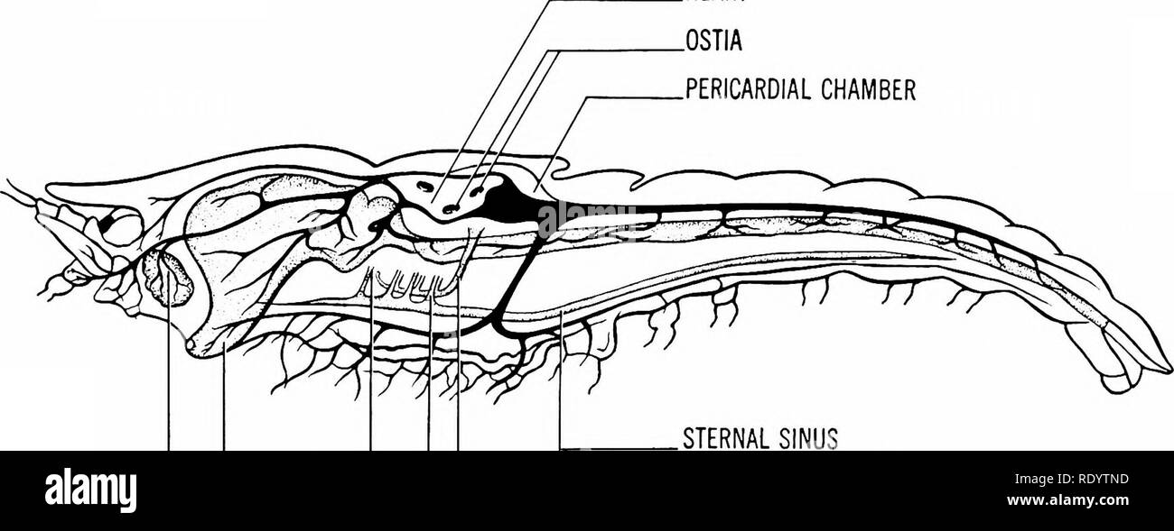 . Principles of modern biology. Biology. The Circuhfory System 319