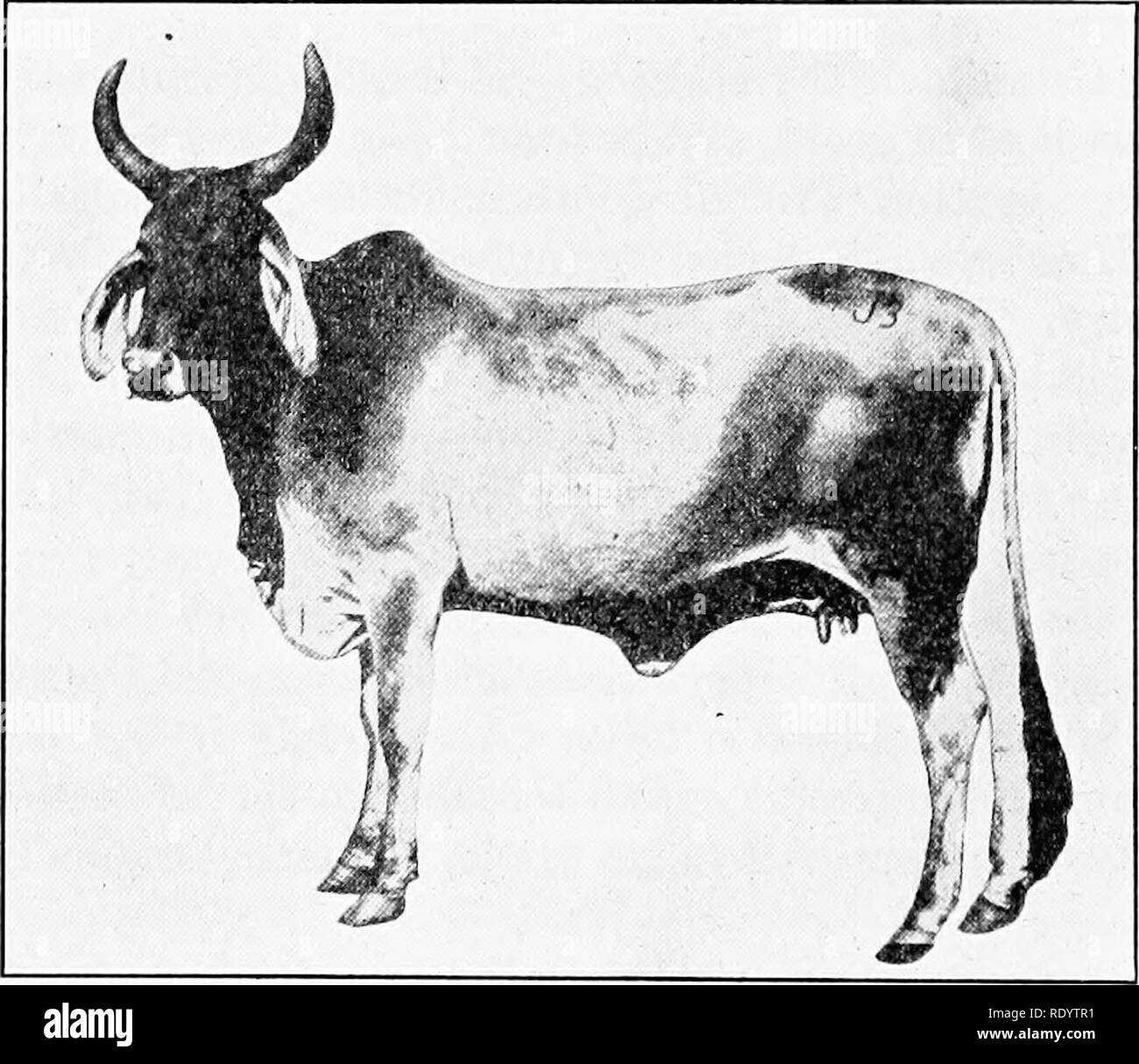 Genetics in relation to agriculture. Livestock; Heredity; Variation  (Biology); Plant breeding. Fig. 204.—A Gujarat zebu bull, a splendid  specimen of the breed. Imported from India and used as a herd bull