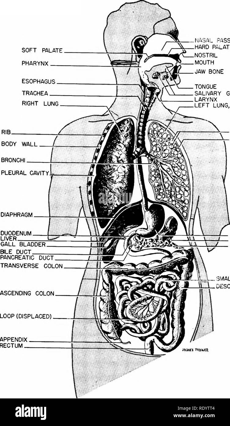 Digestive System Tongue