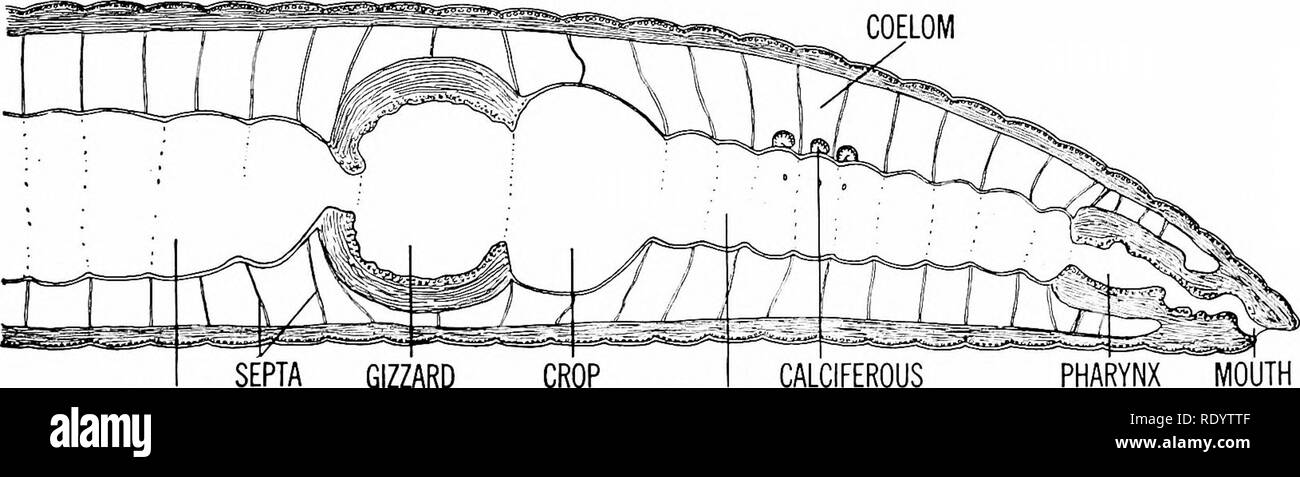 . Principles of modern biology. Biology. PARENCHYMA (MESODERM) which illustrates the advantages of such a system. Annelida, like higher forms gener- ally, have developed a sharply defined coelo- mic cavity, which intervenes between the wall of the digestive tract and the body wall (Fig. 16-10). Moreover, the gut wall has developed a separate musculature, so that the digestive movements of the animal are independent of its external movements. The gut muscula- ture takes care of churning, mixing, and moving the food mass in the digestive tract, while simultaneously the muscles of the body wall a Stock Photo