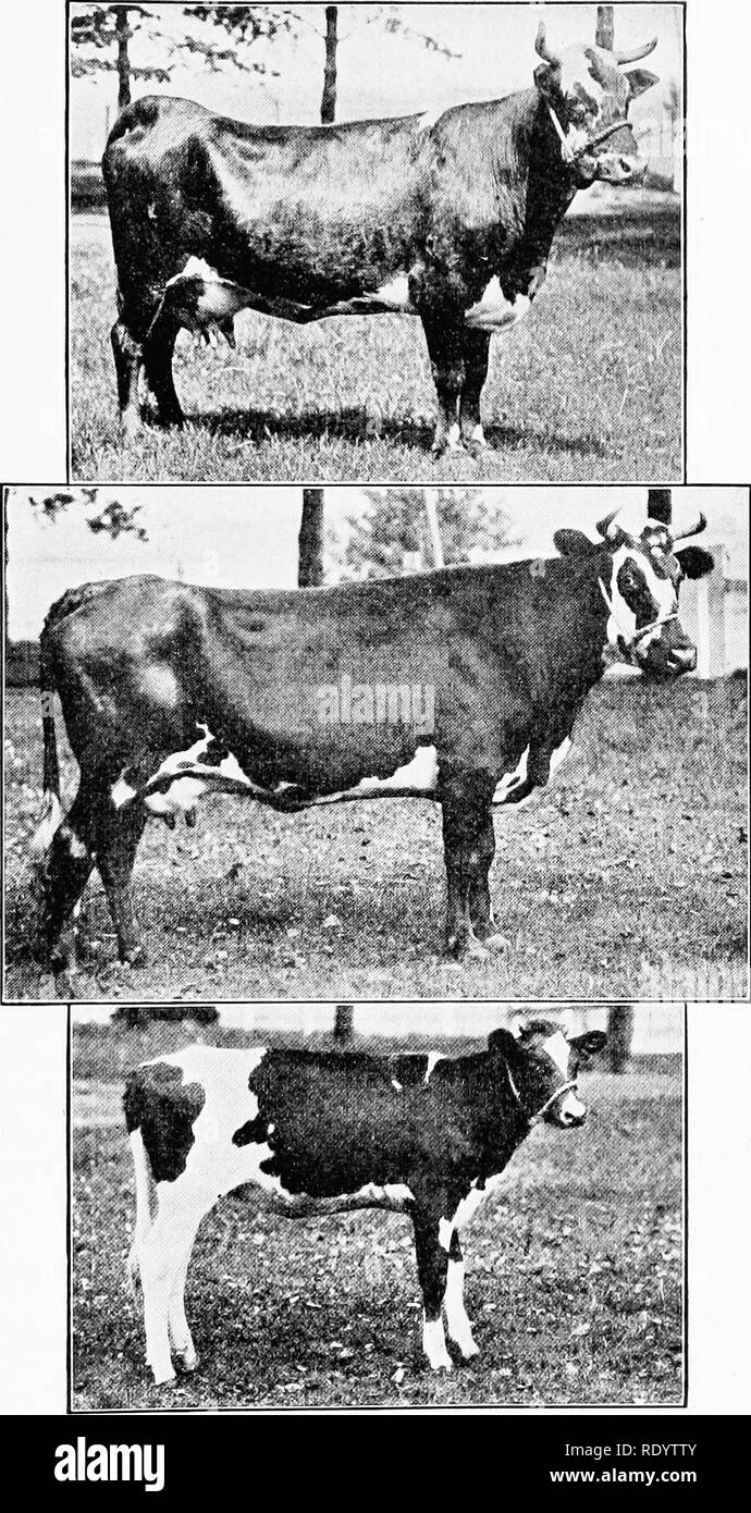 . Genetics in relation to agriculture. Livestock; Heredity; Variation (Biology); Plant breeding. HYBRIDIZATION IN ANIMAL BREEDING 509. Fig. 196.—The results o( grading scrub dairy cattle with pure-bred Holstein-Freisian l&gt;uUs (After Kildee and McCandlish, Iowa A. B. S.) Digitized by Microsoft®. Please note that these images are extracted from scanned page images that may have been digitally enhanced for readability - coloration and appearance of these illustrations may not perfectly resemble the original work.. Babcock, E. B. (Ernest Brown), b. 1877; Clausen, Roy Elwood, 1891-. New York, Mc Stock Photo