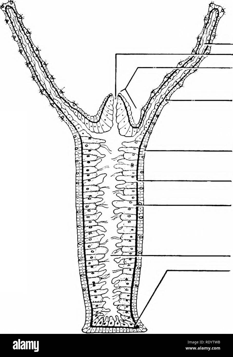 . Principles of modern biology. Biology. The Digesfive System 293 Fig