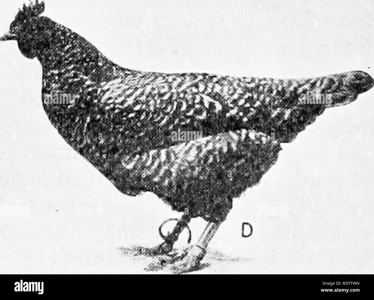 . Genetics in relation to agriculture. Livestock; Heredity; Variation (Biology); Plant breeding. Fig. 191.—EcsiiUs of erossing White Plymouth Rock and White Leghorn. A, Pid', White Leghorn; C, Pi 9 , White Plymouth Rock; B, FicT, showing a little flecking of black and a barred tail feather; D,Fi&lt;^ , type of barred birds obtained in Fi. (After Hadley.) The most important kind of Mendelian work is that which leads to some definite anal3rsis of the factor complex characteristic of a given breed. As an illustration of such investigations we have Hadlej^'s analysis of the genetic constitution of Stock Photo