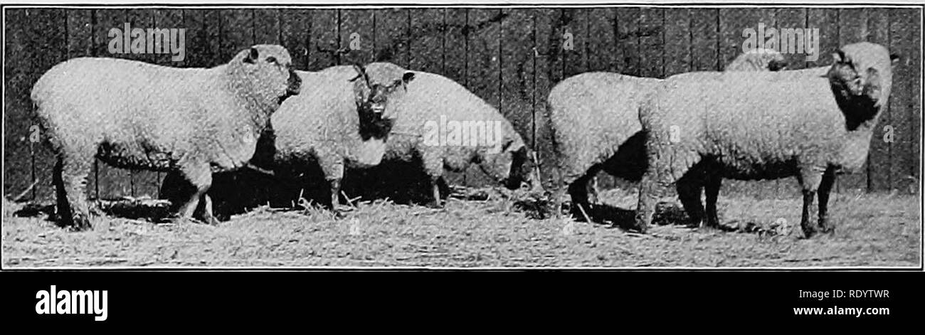 . Types and breeds of farm animals. Livestock. 556 SHEEP breed to go into New Hampshire, to P. W. Jones of Amherst. Shropshires were exhibited at the New York State Fair at Elmira, in 1861, including the ram Gratitude, that had been shown the year previous at the Royal Agricultural Society Show at Canter- bury, England. In 1862 P. Lorillard of Fordham, New York, also had a flock, and in 1868 L. C. Fish of Otego, New York, began breeding them. About 1875 the first Shropshires were brought from Canada to Michigan by Mrs. Ann Newton of Pontiac. In 1880 this breed was advertised by J. A. Brown &am Stock Photo