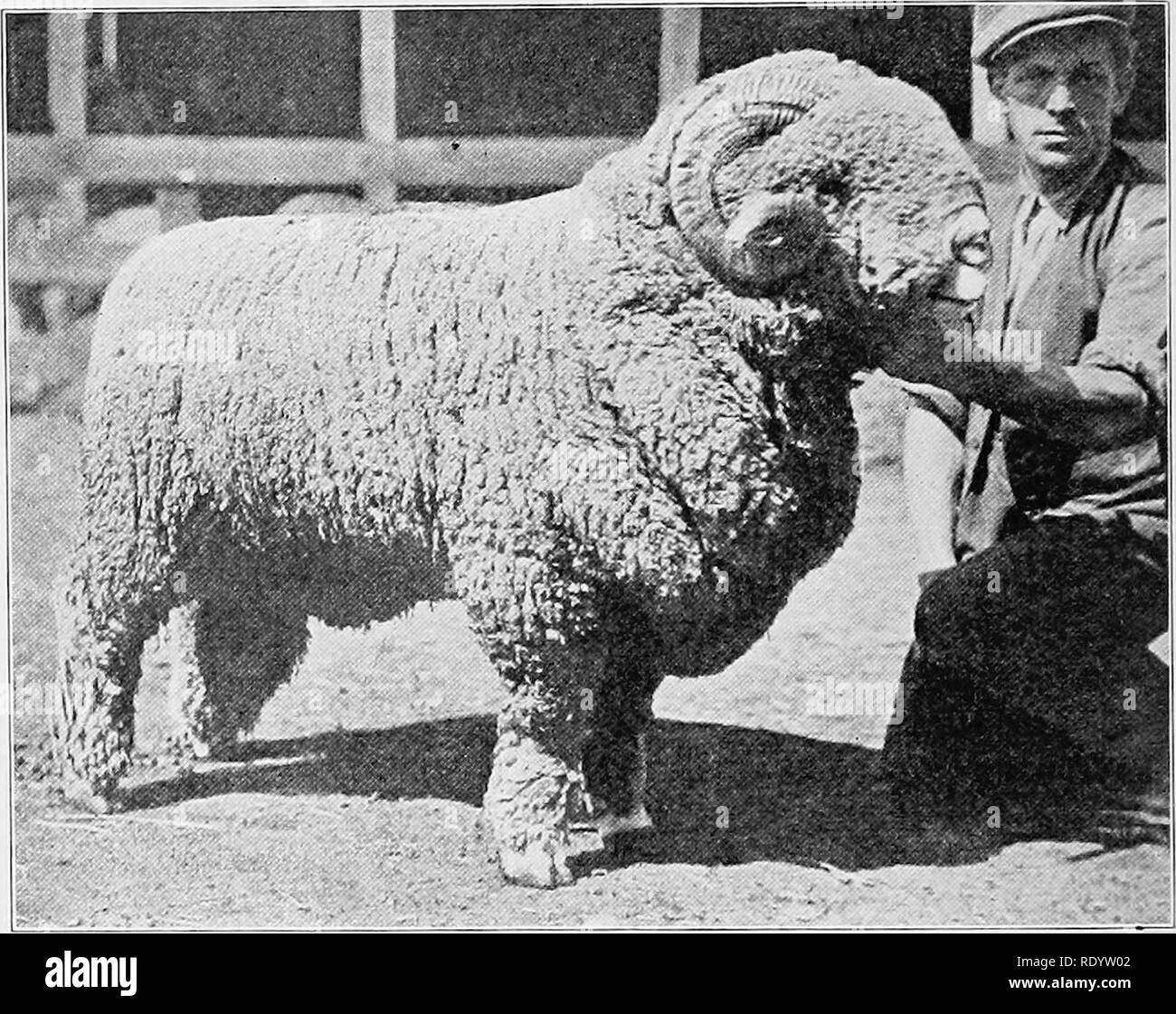 Types and breeds of farm animals. Livestock. 528 SHEEP Rambouillet. O. M.  Smithson of Illinois states that he has field ewes shearing up to 23 pounds  and rams up to 28