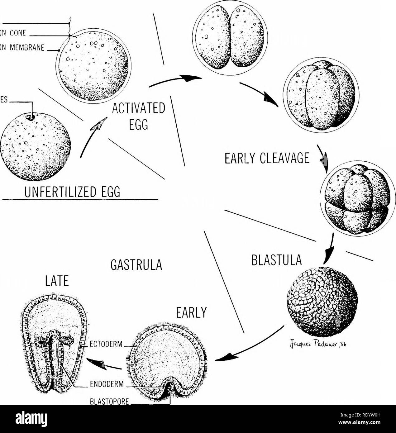 Cone cells Black and White Stock Photos & Images Alamy