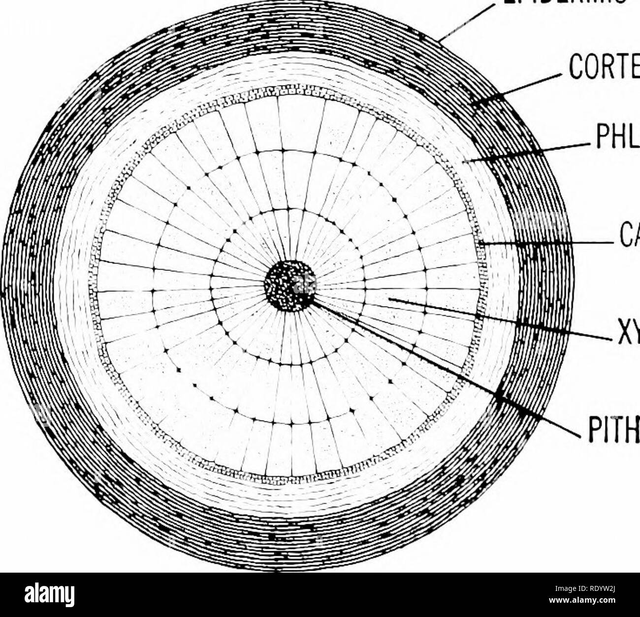 . Principles of modern biology. Biology. 248 - Multicellular Plants called vascular bundles. The vascular bun- dles of the stem extend downward into the root and upward into the leaves, forming a continuous system of channels throughout the plant. In addition to vessels and sieve tubes, most vascular bundles contain consid- erable strengthening tissue, sclerenchyma tissue. However, much of the strength and flexibility of the stem and its branches is due to the mechanical properties of the vascular bundles (Fig. 13-13). Microscopic Structure of a Stem. The tissues of the stem are organized arou Stock Photo