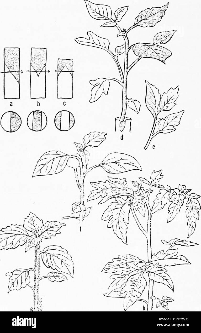 . Genetics in relation to agriculture. Livestock; Heredity; Variation (Biology); Plant breeding. Fig. 1.52.—Diagrams showing methods of grafting used in producing the tomato- nightshade chimeras and some of the results; shaded portions represent scion tissue, un- shaded, stock ti.^sue. a, Splice graft; 6, cleft or wedge graft; c, saddle graft; d, sectorial chimera (shaded portion, nightshade; unshaded portion, tomato tissue); c, chimera leaf, part nightshade, part tomato; /, nightshade; (j, periclinal chimera, Solanuvi tuhigense', h. Tomato. (After Winkl,:r from ]'hitc.) with those of the nig Stock Photo