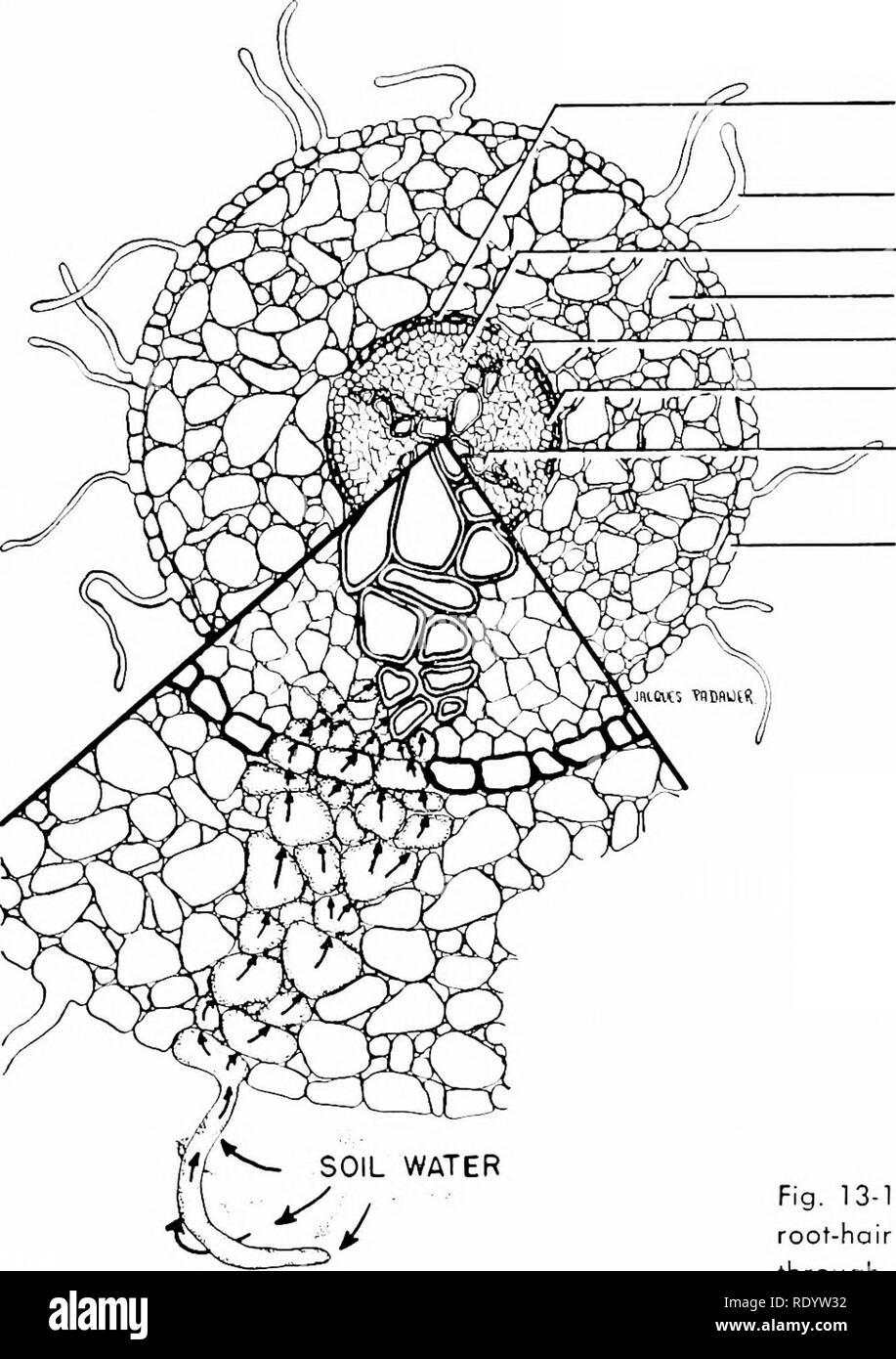 Hypertonic solution plant hires stock photography and images Alamy