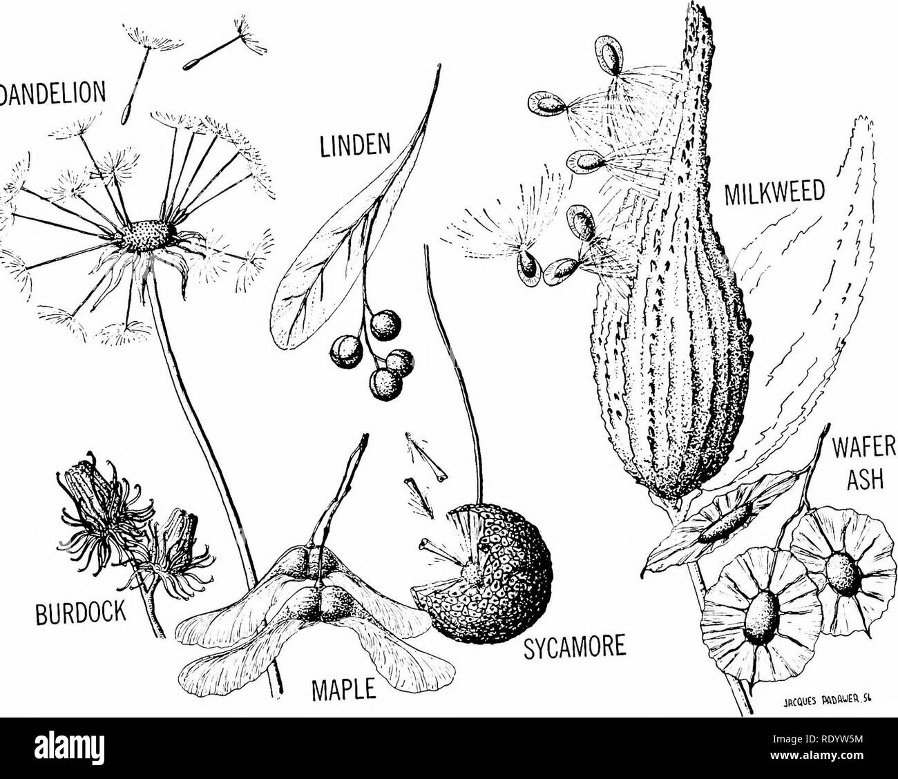 Principles Of Modern Biology Biology Reproduction In Multicellular Plants 229 Dandelion Jacques Ptowjeft Si Fig 12 31 Above Types Of Seed And Fruit Dispersal Mech Anisms Fig 12 32 Righ Some Common Berries Please Note Principles Of Modern Biology Biology Reproduction In Multicellular Plants 229 Dandelion Jacques Ptowjeft Si Fig 12 31 Above Types Of Seed And Fruit Dispersal Mech Anisms Fig 12 32 Righ Some Common Berries Please Note