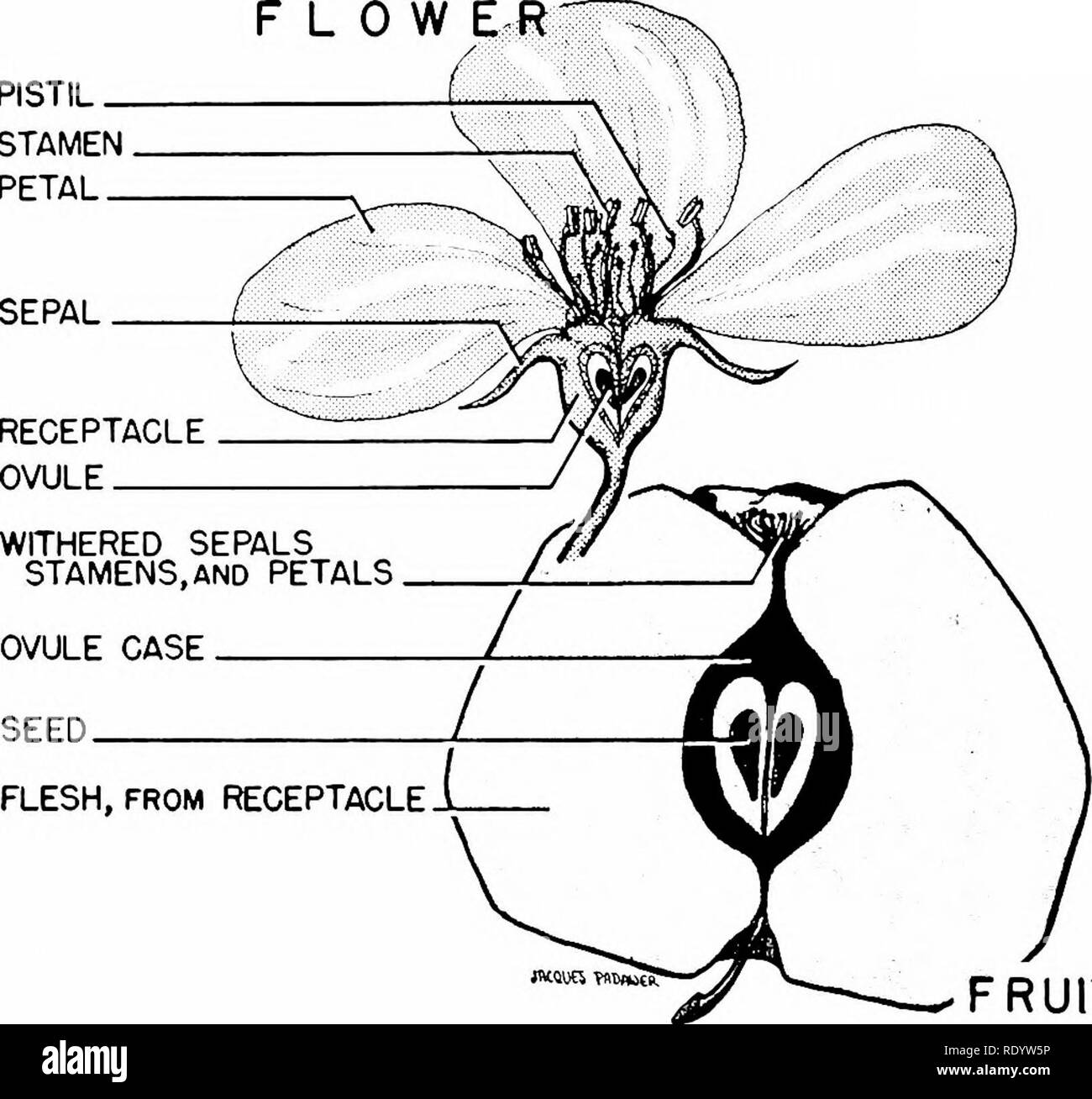 Multicellular Plants And Animals