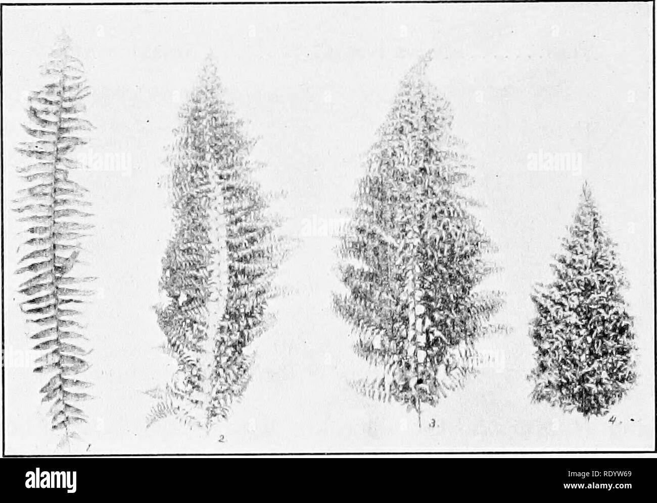 . Genetics in relation to agriculture. Livestock; Heredity; Variation (Biology); Plant breeding. 312 GENETICS IN RELATION TO AGRICULTURE examples of like improvement. Unquestionably the amateur plant breeder can find no more fascinating or productive line of activity than that of selecting and working with some particular group of species from this standpoint. Origin of Varieties in the Boston Fern.—In 1915 Benedict reported that he had accumulated about 40 different forms of the Boston Fern, all of which had originated so far as is known from bud sports. The following statements regarding the Stock Photo