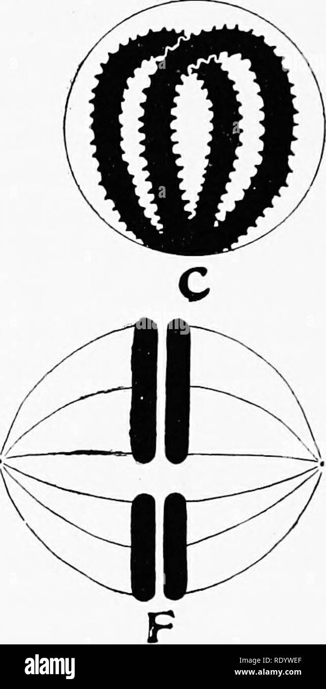 . Genetics in relation to agriculture. Livestock; Heredity; Variation (Biology); Plant breeding. Fig. 29.—The reduction division as represented for a species whose diploid number is four. A, &quot;Resting&quot; nucleus'of a primary germ cell. B, Formaton of paired threads of chromomeres. C, Conjugation of homologous chromosomes (synapsis). D, Loosening of the synaptic knot. £, Condensation of the chromosomes and disappearance of the nuclear membrane. F, Homologous chromosomes about to pass to opposite poles, thus giving each secondary germ cell a member of each pair and one-half the somatic nu Stock Photo