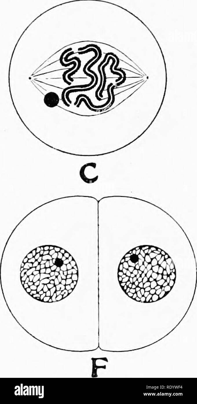 . Genetics in relation to agriculture. Livestock; Heredity; Variation (Biology); Plant breeding. Fig. 28.—Diagram of mitosis in a species having four chromosomes in its cells. A, The &quot;resting&quot; cell. B, Formation of the spireme-thread. C, Longitudinal division of the spirome-thread and transverse segmentation into four chromosomes. D, Separation of the daughter chromosomes formed by longitudional splitting of spireme-thread. E, Beginnings of nuclear reconstruction and division of the cell body. F, Cell division complete and daughter nuclei in the &quot;resting&quot; stage. organized i Stock Photo