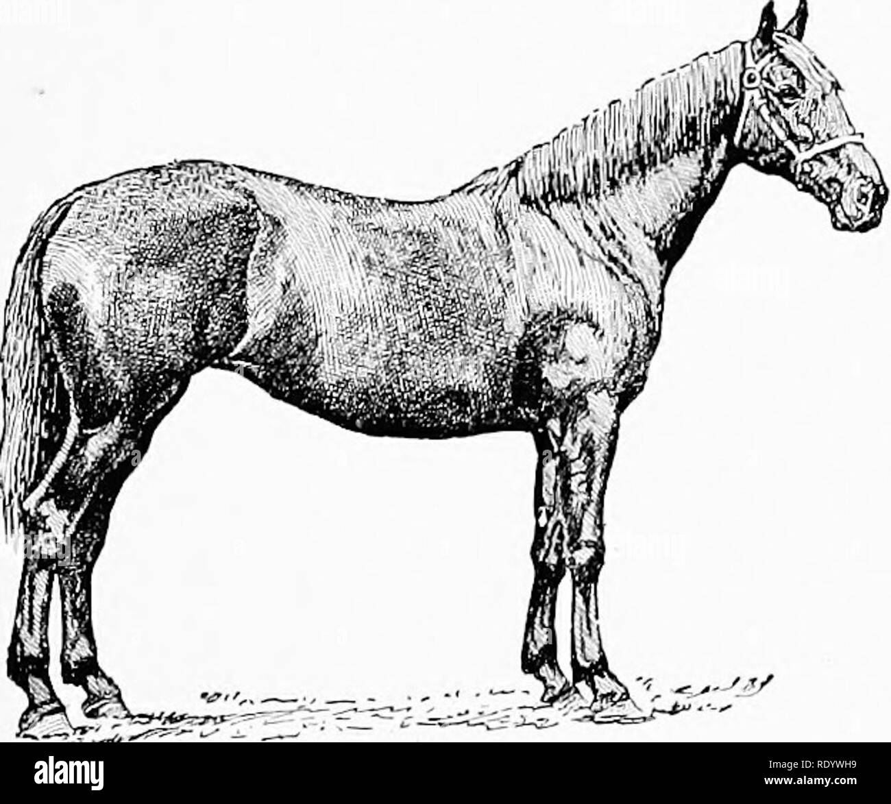 . The breeds of live-stock : by live-stock breeders . Livestock. Fig. 12. - Cleveland Bay stallion. action is not specially high, but it is the kind for getting; over the ground. In color he is bay — either light or dark — with black legs clear of hair; and black, zebra-like stripes on the arm and above the hocks are sometimes seen. These are known as the black points and are supposed to de- note special purity of breeding. White, save a small star or a few white hairs in the heel, is not admissible, a blaze or white foot proclaiming at once the admixture of foreign blood " ' (Figs. 12, 1 Stock Photo