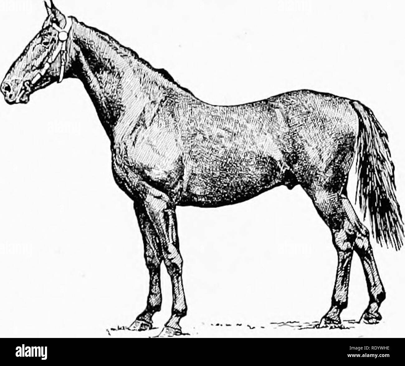 . The breeds of live-stock : by live-stock breeders . Livestock. THE UEAVY-HARNEHS BREEDS OF HOUSES 75. Fig. 12. - Cleveland Bay stallion. action is not specially high, but it is the kind for getting; over the ground. In color he is bay — either light or dark — with black legs clear of hair; and black, zebra-like stripes on the arm and above the hocks are sometimes seen. These are known as the black points and are supposed to de- note special purity of breeding. White, save a small star or a few white hairs in the heel, is not admissible, a blaze or white foot proclaiming at once the admixture Stock Photo