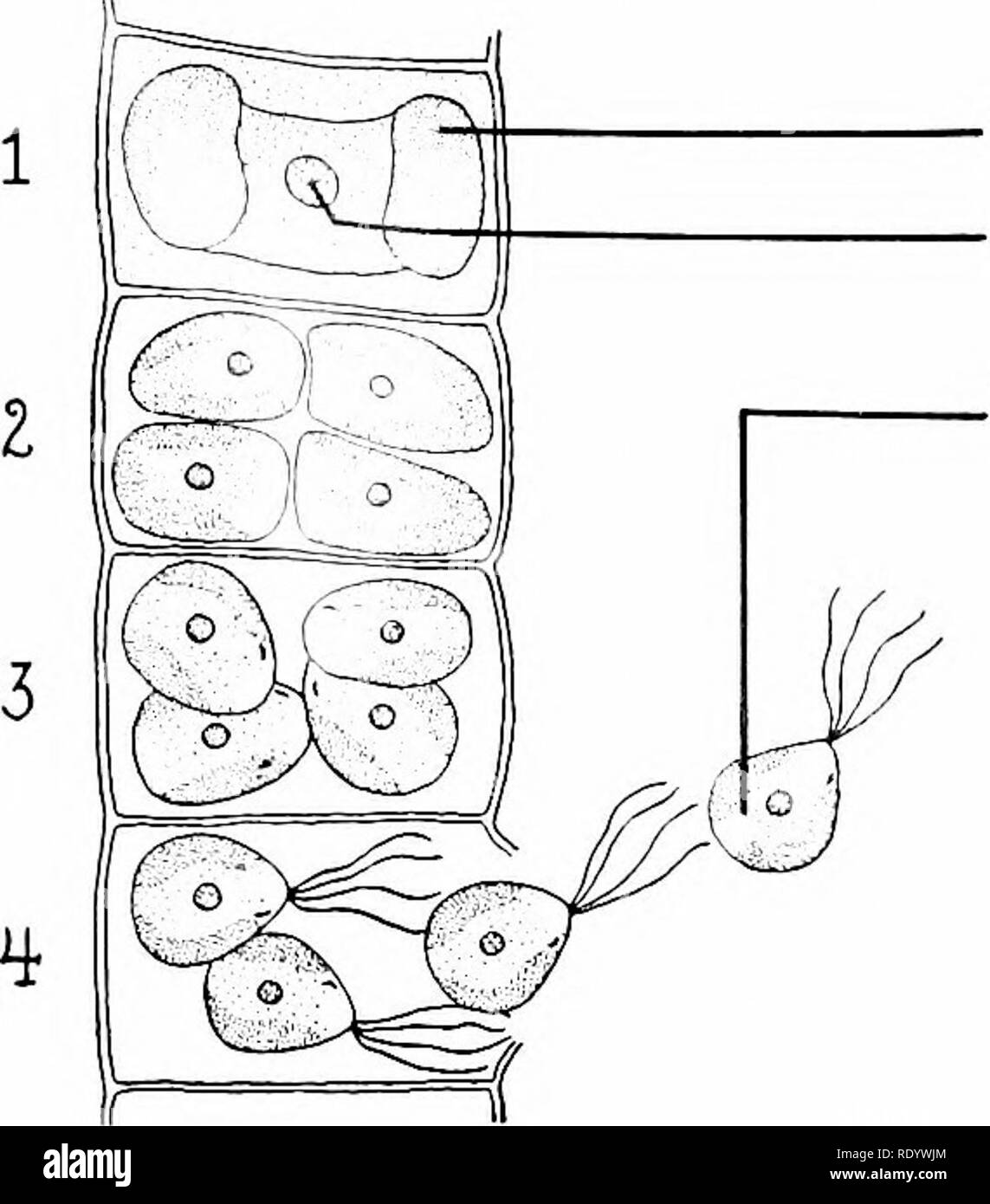. Principles of modern biology. Biology. Cell Division in Relation to Reproduction - 57. CHLOROPLAST NUCLEUS ZOOSPORE Fig. 3-14. Speculation in Ulothrix, a filamentous green alga. 1, nonrepro- duing cell of filament; 2-4, formation and liberation of zoospores; 5-7, de- velopment of a zoospore into a new filament. suitable new medium, where it may begin to grow and bud again. Many species of algae reproduce asexually by means of free-swimming flagellated spores, called swarm spores, or zoospores. At least four, but frequently many, zoospores are formed from a single mother cell, as in Ulo- thri Stock Photo