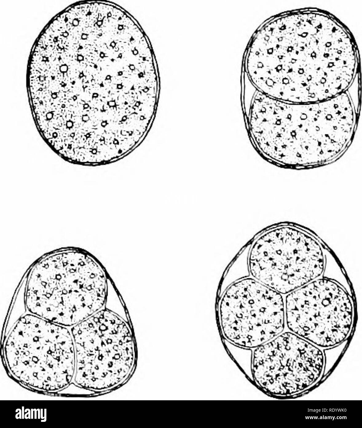 is hydra an example of protozoa is hydra an example of protozoa