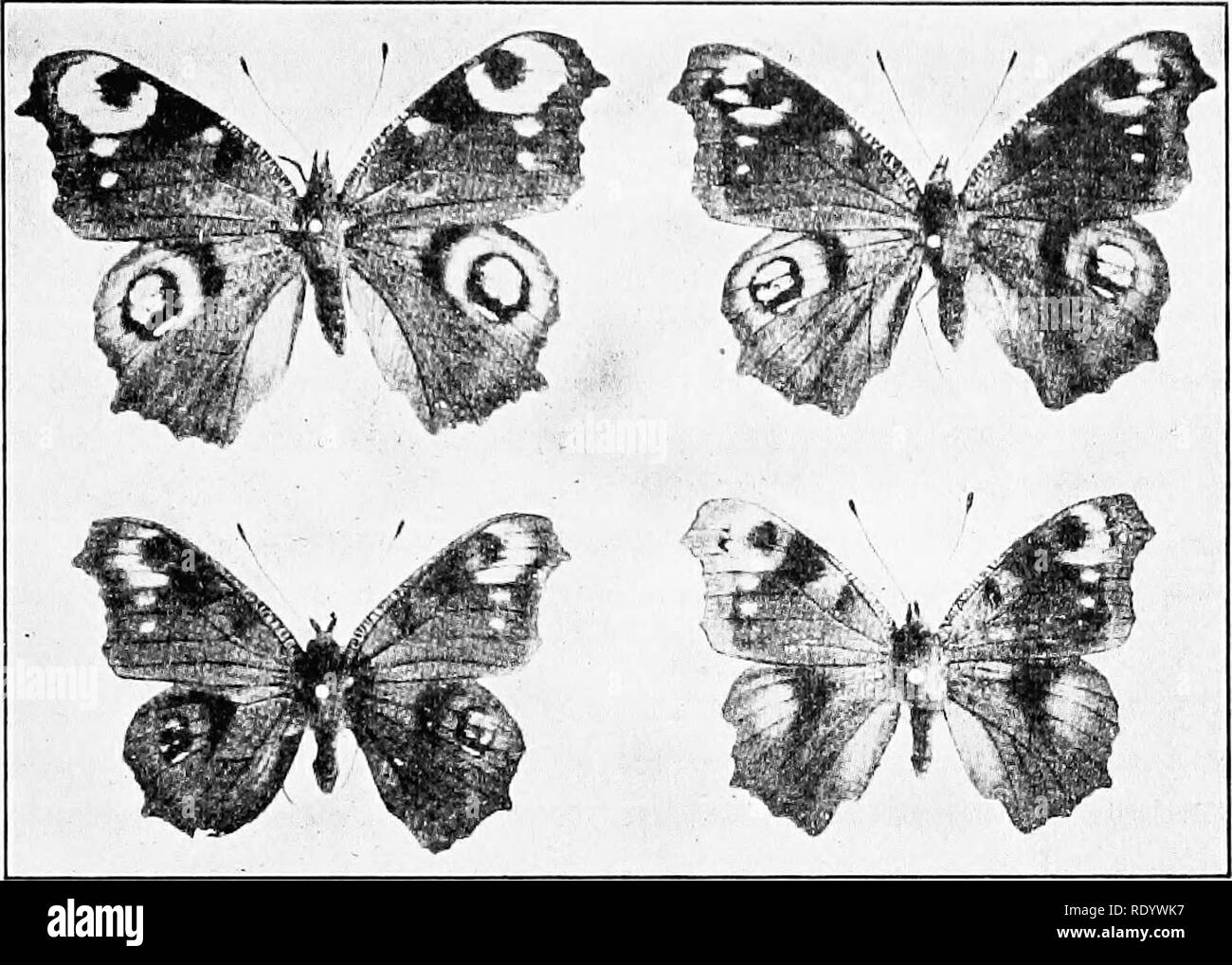 Genetics in relation to agriculture. Livestock; Heredity; Variation (Biology);  Plant breeding. VARIATION 23 diurnal peacock butterfly, Vanessa io, which  show tlie fading out of the &quot;peacock eye&quot; mark (see Fig. 5). (