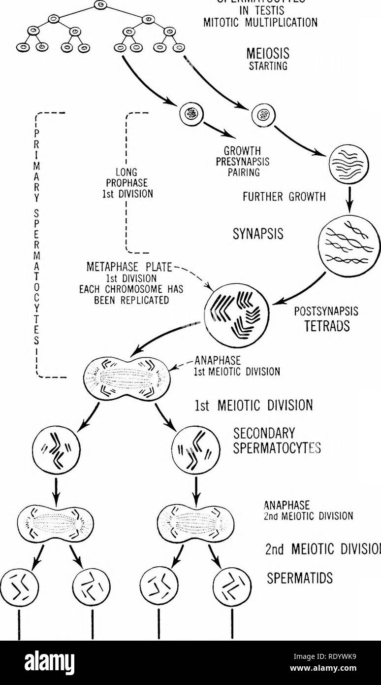 . Principles of modern biology. Biology. Cell Division in Relation to Reproduction - 53 r — H A P L 0 I D S T A G E S (. SPERMATOCYTES IN TESTIS MITOTIC MULTIPLICATION MEIOSIS STARTING. ANAPHASE 2nd MEIOTIC DIVISION 2nd MEIOTIC DIVISION SPERMATIDS METAMORPHOSIS, NUCLEAR CONDENSATION MATURE SPERM Fig. 3-10. Diagram of meiosis as observed in a testis during the production of sperm. Note that the prophase of the first meiotic division differs in several ways from the prophase of an ordinary mitotic division: (1) it en- dures much longer; (2) it is accompanied by considerable cell growth; and (3)  Stock Photo