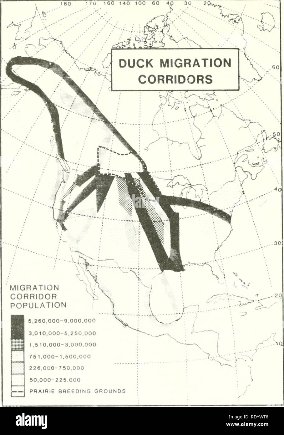 . The ecology of delta marshes of coastal Louisiana : a community profile. Marsh ecology -- Louisiana; Wetlands -- Louisiana. Figure 58. Major duck migration coast marshes (Bellrose 1980). corridors to gulf Bird populations sre largest during the winter when ducks and geese are abundant. It is misleading to group all these species, however, as sone migrate on through to South America, as shown for the pintail and teals. These two species reach peak abundance late in the year and again in the spring, apparently because a large proportion of the population moves south across the gulf in mid-wint Stock Photo