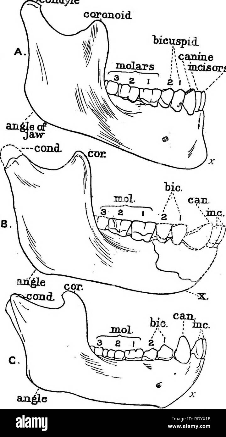 . Diversions of a naturalist . Natural history. ^condyle caronoid Recent European ticuspioL ';caniae  mcisors Eoanthropus n ofPiltdown O Chimpanzee. Fig. 23.—Comparison of the right half of the lower ja'vt' of A, Modern European ; B, Eoan- thropus from Piltdown; and C, Chimpanzee. The size of the drawings is two-thirds of the linear dimensions of the actual specimens.. The dotted outline in B represents the part which waswantin^ in the original s;^ecimen and was thus re-constructed by Dr. * Smith Woodward. A'in A is the bony chin or &quot; mental protuberance &quot; ; in B and C it marks tha Stock Photo