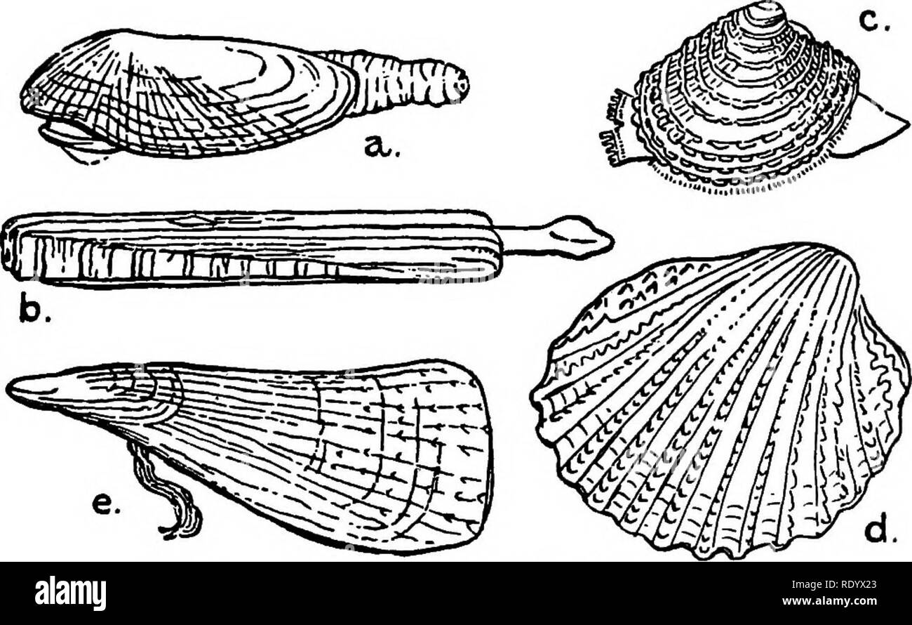 Fig. 3.—A piece of the white branch- ing coral (Lopho- helia