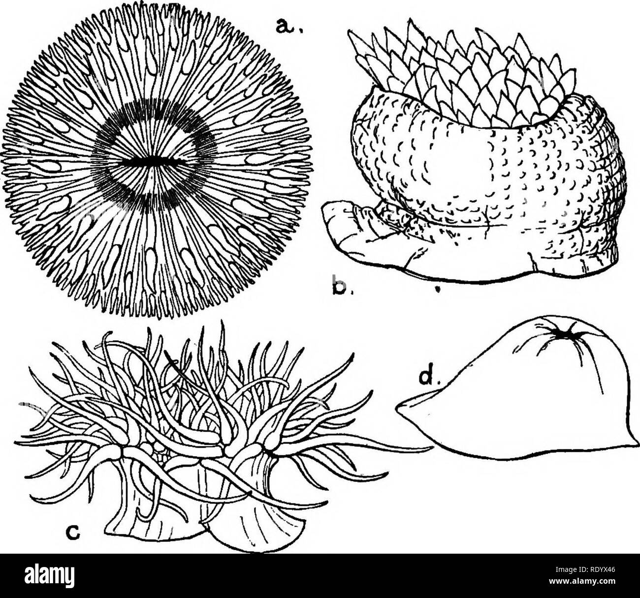 . Diversions of a naturalist . Natural history. SEA-WORMS AND SEA-ANEMONES 85. Fig. 6.---British Sea-Anemones. a, Sagartia bellis, the daisy anemone, viewed from above when fully expanded. b, Bunodes crassicornis, half expanded ; side view. c, Anthea cereus. The tentacles are pale apple-green in colour, tipped with mauve, and cannot be completely retracted. d, Actinia mesembryanthemum. The disk of tentacles is completely retracted. This is the commonest sea-anemone on our South Coast, and is usually maroon colour, but often is spotted like a strawberry.. Please note that these images are extra Stock Photo