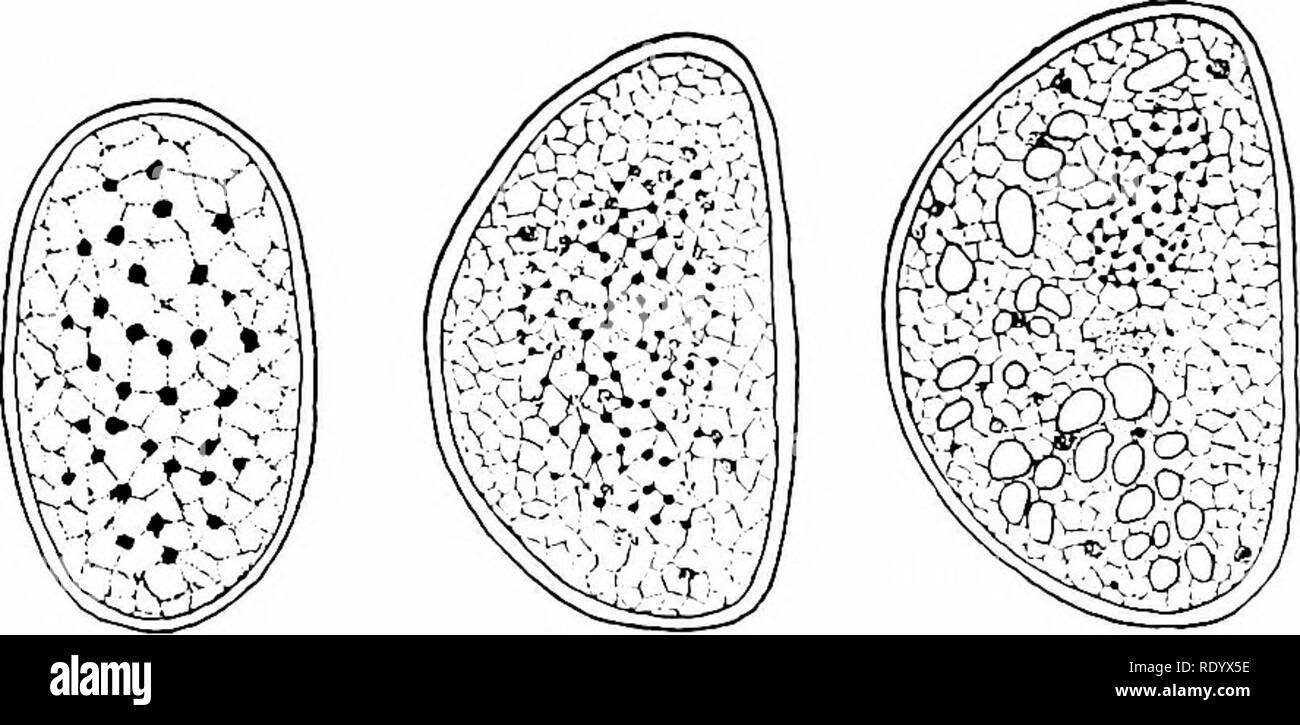 . Principles of modern biology. Biology. NUCLEOPLASM CHROMATIN  PLASMA MEMBRANE NUCLEAR MEMBRANE CYTOPLASM Fig. 2-2. A typical animal cell. Fig. 2-3. In a few primitive cells the nuclear and cytoplasmic materials are not separated very distinctly; that is, no distinct nuclear mem- brane is present. In this case the chromatin granules, or chromidia (the most darkly shaded particles in the cells), are more or less scattered throughout the cytoplasm. A, B, and C, cells of different blue-green algae, showing transitional stages in the development of the delimited type of nucleus. (After Acton.) i Stock Photo