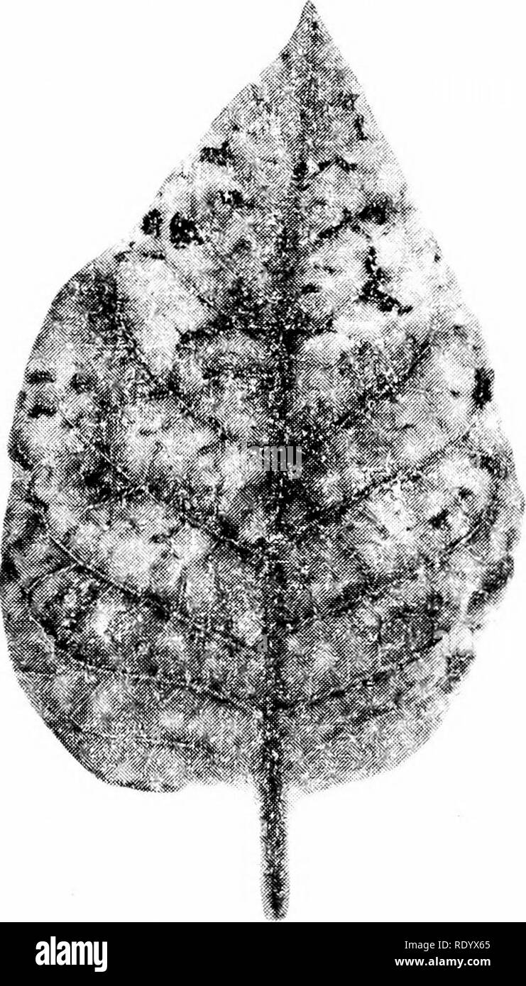 . Principles of modern biology. Biology. 8 - TheCel intergradation exists between nonliving and living forms of matter. The first virus was discovered by Iwanow- ski in 1892. Iwanowski found that juice squeezed from a tobacco plant afflicted with mosaic disease (Fig. 1-3), after passing through. Fig. 1-3. A tobaco leaf infected with the mosaic virus. Note the dark diseased patches, which give the leaf a spotted (mosaic) appearance. (Courtesy of L. O. Kunkel, The Rockefeller Institute for Medical Research, New York.) an extremely fine porcelain filter, still could give rise to the disease if br Stock Photo