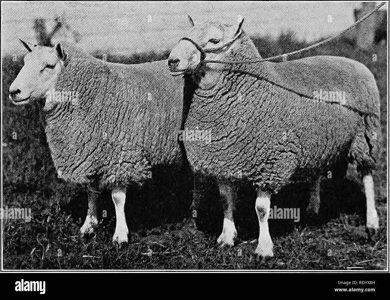 . The fundamentals of live stock judging and selection . Livestock. 400