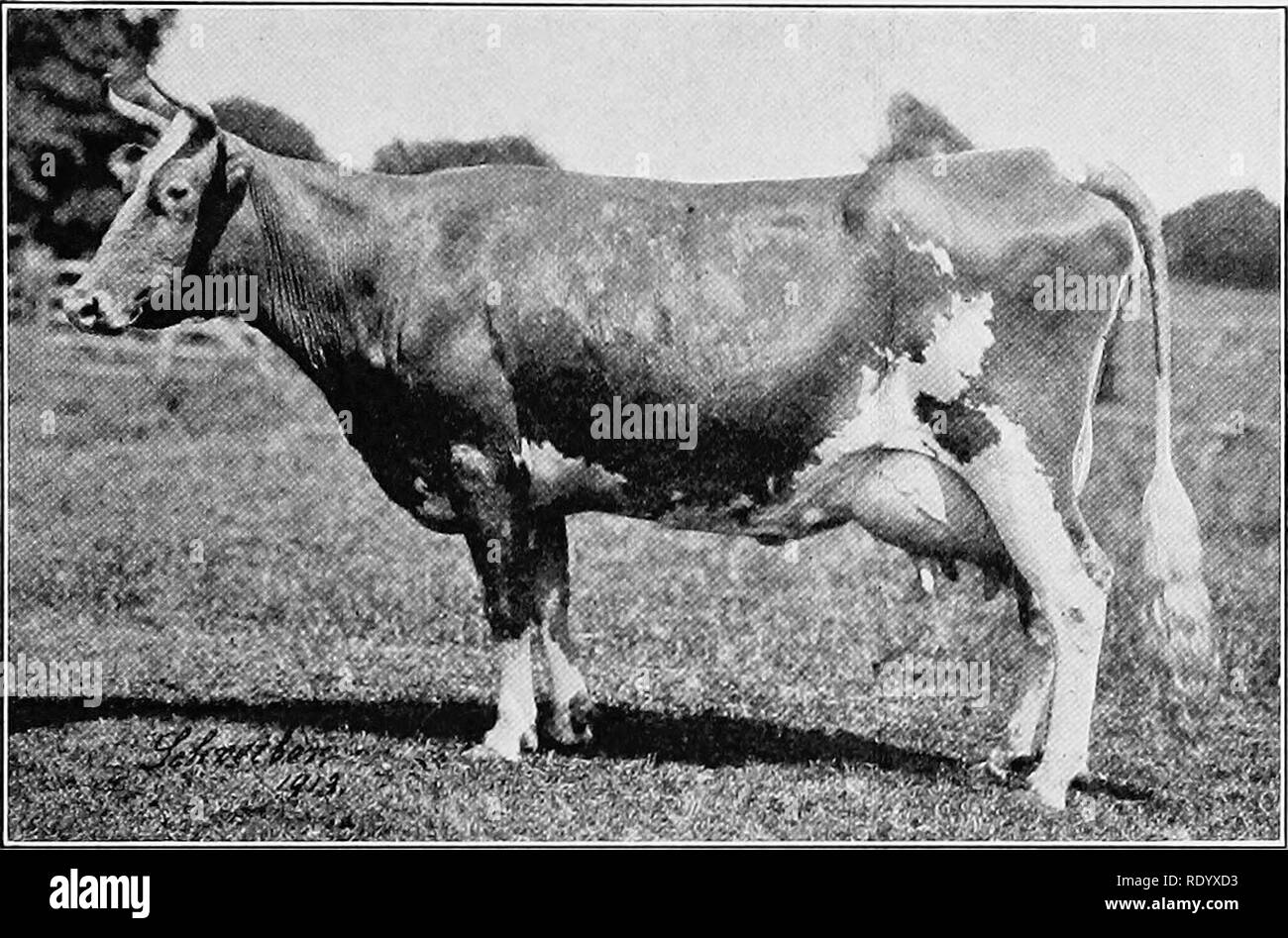 Jersey cow characteristics hi-res stock photography and images - Alamy