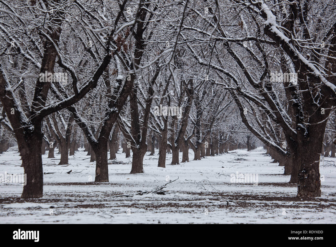 Wet snow covers rows of pecan trees in a grove in the Mesilla Valley of New Mexico near Las Cruces Stock Photo