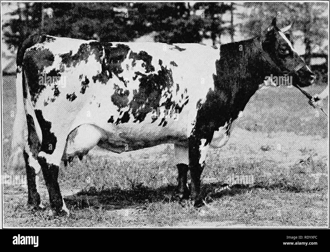 Dual purpose breed of cattle Black and White Stock Photos & Images Alamy