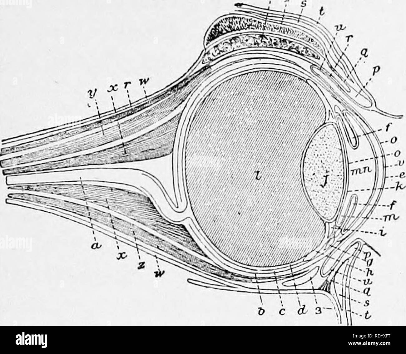 . Manual of operative veterinary surgery. Veterinary surgery. ON THE ESSENTIAL OEGANS OF SIGHT. 747. Fig. 53S. âTheoretical Section of the Horse's Eye. a.âOptic nerve. 6.âSclerotic, câChoroid.ârf.âEetina. eâCornea. /.âIris.â &lt;7ft.âCiliary circle lor ligament) and processes given oft by the choroid, though repre- sented as isolated from it, In order to indicate their limits more clearly, i.âInsertion oÂ£ the ciliary processes on the crystalline lens. j.âCrystalline lens. k.âCrystalline capsule. I.âVitreous hody. â Â«i?i.âAnterior and posterior chambers, o.âTheoretical indication of the membr Stock Photo
