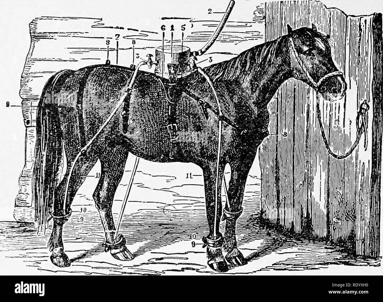 Veterinary baths Black and White Stock Photos & Images Alamy