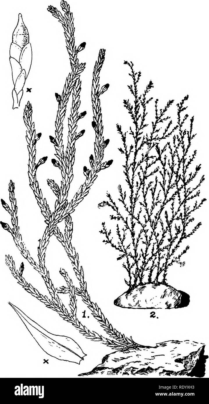 . Goldfish breeds and other aquarium fishes, their care and propagation; a guide to freshwater and marine aquaria, their fauna, flora and management. Aquariums; Goldfish. AQUATIC PLANTS OF FRESHWATER of these i*&quot;. antipyrotica, F. gigantea and F. gracilis are most easily obtained and best serve for aquarium purposes. The young foliage has a fine green color but changes to a dusky brown with age. A few sprigs, attached to the stone upon which they grew or in soil may be introduced if the aquarium is exposed to a good light. Fontinalis antipyretica (Linn.) or Willowmoss, Watermoss, Fig. 127 Stock Photo