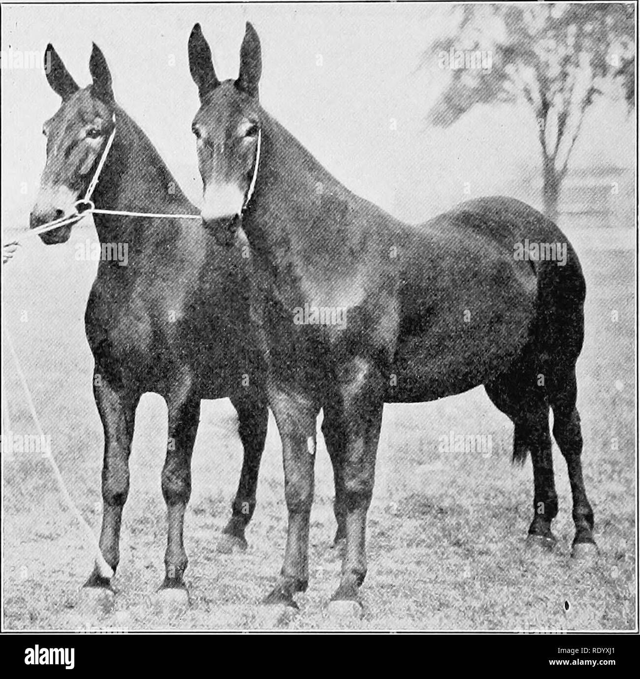 . The fundamentals of live stock judging and selection . Livestock. 206 JUDGING JACKS, JENNETS, AND MULES purpose is being appreciated more as they are given fair trials. Farm Mules.—Farm mules, as the name designates, are used almost exclusively for agricultural purposes. The type varies considerably, although many very valuable. Fig. 85.—Draft mules 16J hands high, weighing 1650 pounds. animals are classed as farm mules. The height of this type ranges from 15 to 16 hands, and the weight ranges from 900 to 1300 pounds. Mules of this type are not as symmetrical or as heavily muscled as those o Stock Photo