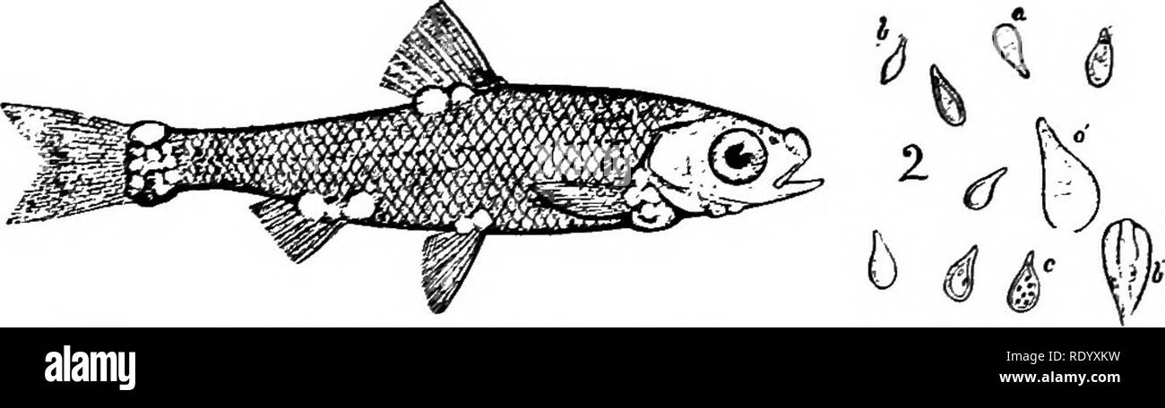. Goldfish breeds and other aquarium fishes, their care and propagation; a guide to freshwater and marine aquaria, their fauna, flora and management. Aquariums; Goldfish. FIG. 103. Myxobolui cyprsni, a Spora- xoan parasite, encysted in the Kidneys of a Carp. I. Enlarged a. Natural size of cysts. FIG. 104. ^yxoholus ellipsoideSj a Sporozoan parasite. Greatly enlarged. 12 I. Cyst in the tissues of the Air-bladder of a Tench. -i. Psorospores liberated from the cyst, highly magnified. They are usually amoeba-like microscopic organisms, which reproduce with- in or without the cyst or tissue cavity  Stock Photo
