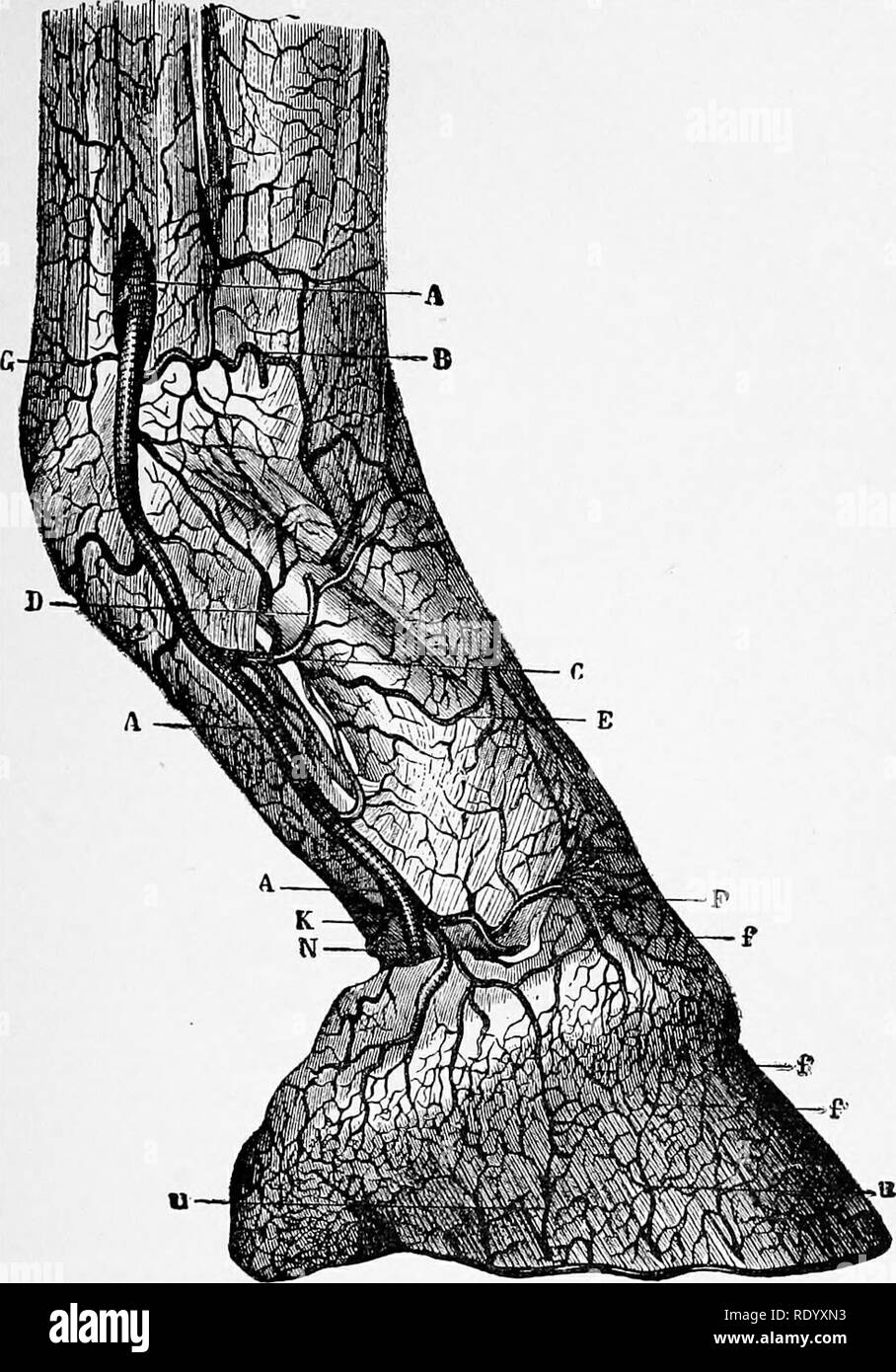 . Manual of operative veterinary surgery. Veterinary surgery. ANATOMY OF THE FOOT. 579. Fig. 480.—Arteries of the Digital Region. AAA.—Digital artery. B.—Transversal branch in front of fetlock Joint C—Per- pendicular artery of Percival. D.—Its ascending branch. E.—The descending branch. F.—Branch to form the superficial coronary circle. G.—Posterior transverse branches. K.—Artery of the plantar cushion. P.—Circumflex artery. C C—Ascending terminal branches of the digital artery. 3d, the velvety tissue or villous tunic which covers the plantar cushion at the interior face of the foot, and is th Stock Photo
